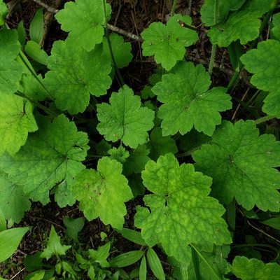 Tellima grandiflora, photographed by Kristin M. Tolle