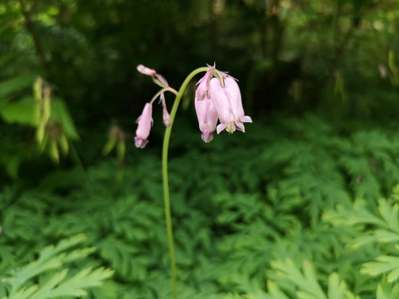 Dicentra formosa, photographed by Jens-Christian Svenning