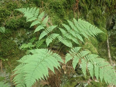 Dryopteris intermedia, photographed by Lynn Harper