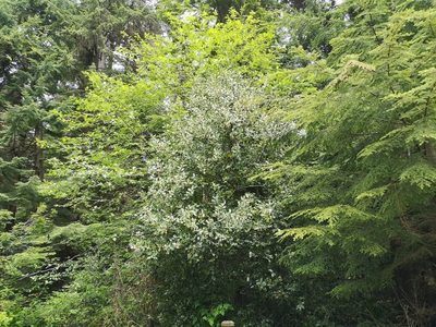 Ilex aquifolium, photographed by Jens-Christian Svenning
