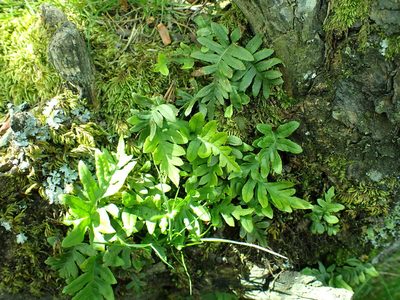 Polypodium glycyrrhiza, photographed by James H. Thomas