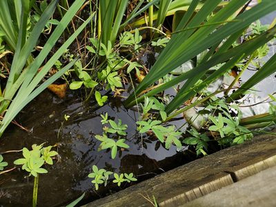 Comarum palustre, photographed by Jens-Christian Svenning