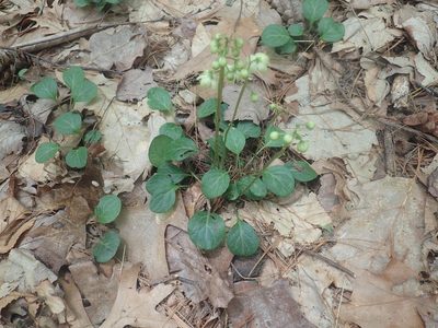 Pyrola chlorantha, photographed by Lynn Harper