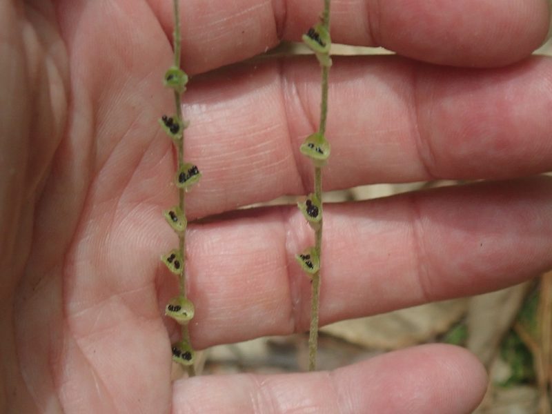Mitella diphylla, photographed by Lynn Harper