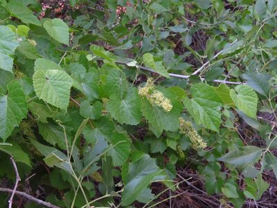 Vitis arizonica, photographed by Annika Lindqvist