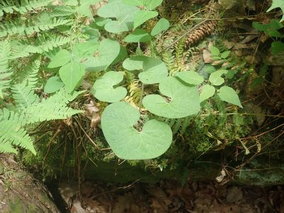Asarum canadense