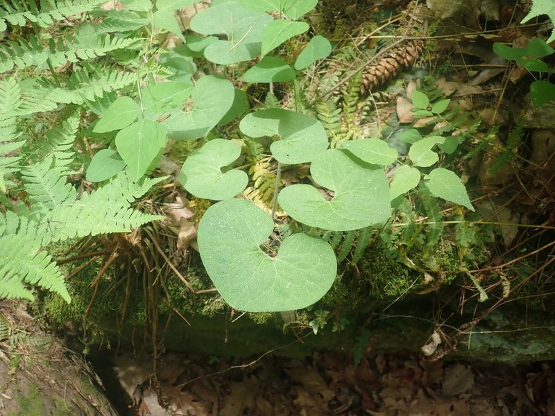 Asarum canadense, photographed by Lynn Harper