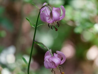 Lilium martagon, photographed by olrett