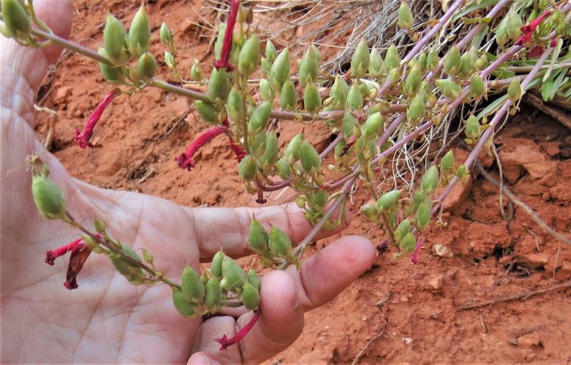 Penstemon utahensis, photographed by Annika Lindqvist