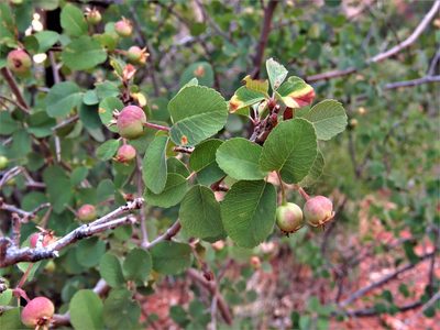 Amelanchier utahensis, photographed by Annika Lindqvist