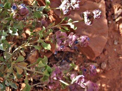 Salvia dorrii, photographed by Annika Lindqvist