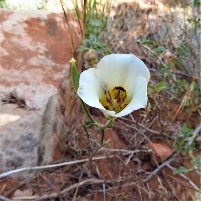 Calochortus nuttallii, photographed by Annika Lindqvist