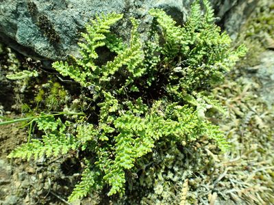 Myriopteris gracillima, photographed by James H. Thomas