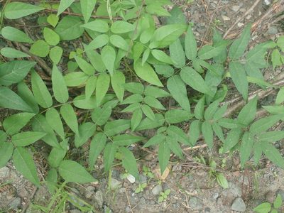 Apios americana, photographed by Lynn Harper