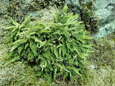 Myriopteris gracillima, photographed by James H. Thomas