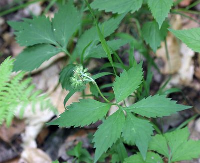 Hydrophyllum virginianum, photographed by Trix Niernberger