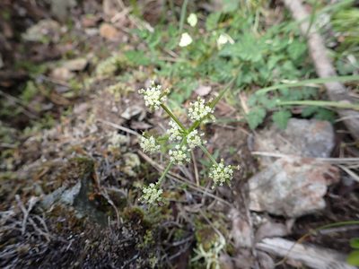 Lomatium martindalei