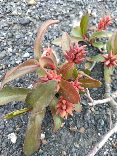 Salix setchelliana, photographed by Alexandria 'Alex' Wenninger