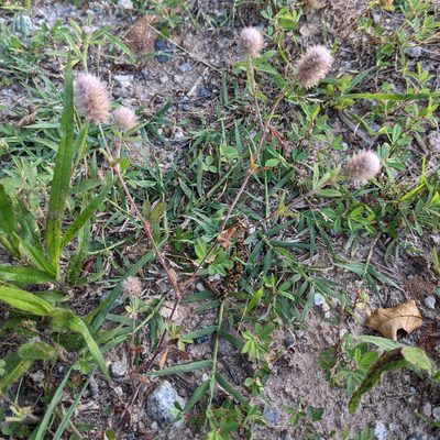 Trifolium arvense, photographed by stephen
