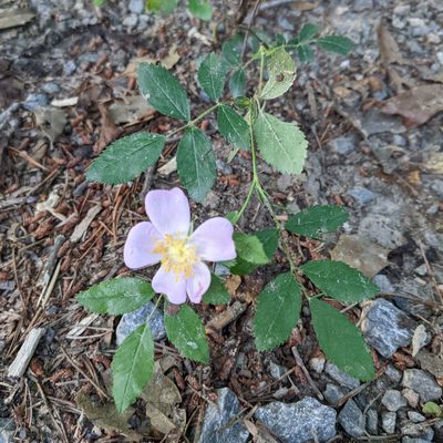 Rosa carolina, photographed by stephen