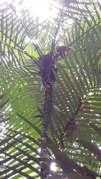 Astrocaryum aculeatum, photographed by Riley Pollom
