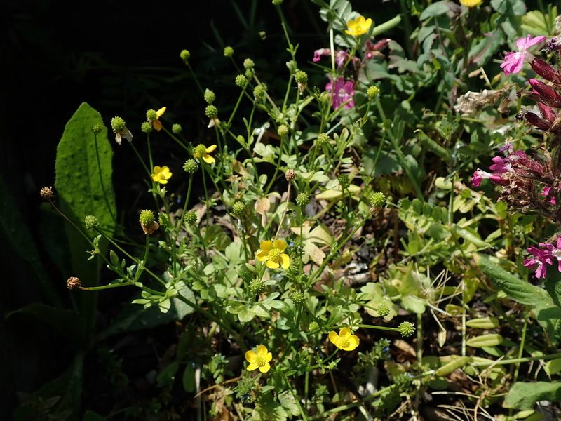 Ranunculus sardous, photographed by Daniel Cahen