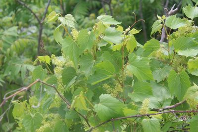 Vitis riparia, photographed by Michelle Norcéide