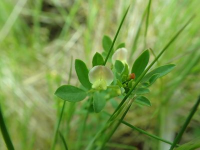 Acmispon parviflorus, photographed by James H. Thomas