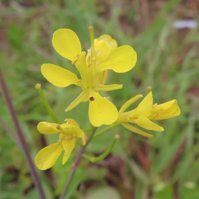 Brassica juncea, photographed by Timur Kalininsky