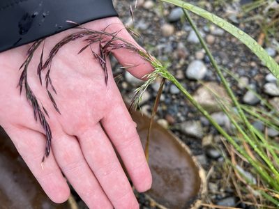 Deschampsia cespitosa, photographed by Aiva Noringseth