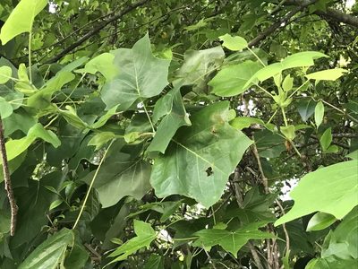 Liriodendron tulipifera, photographed by Raven Dandridge