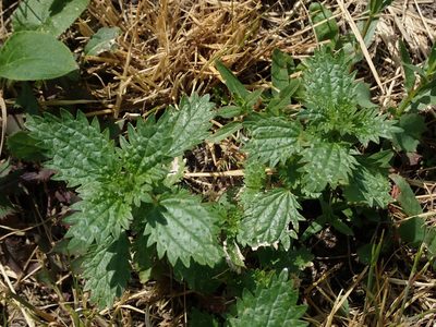 Urtica urens, photographed by Daniel Cahen