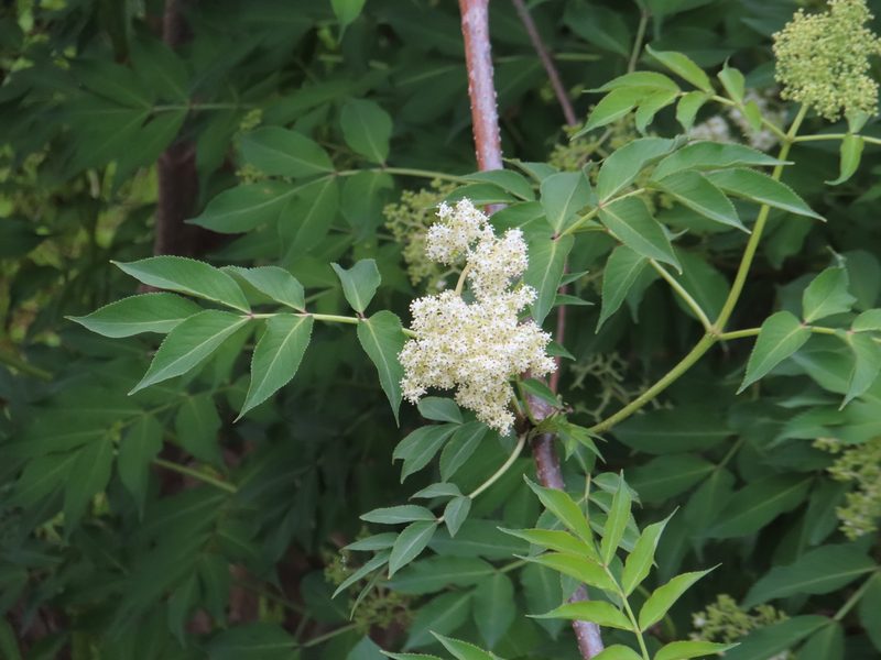 Sambucus sieboldiana, photographed by Timur Kalininsky