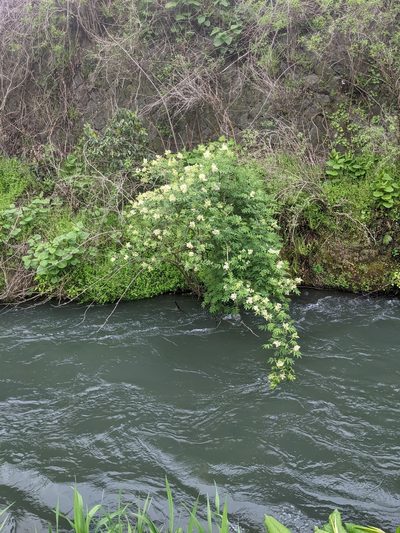 Sambucus sieboldiana, photographed by Timur Kalininsky