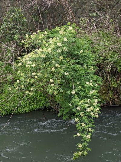 Sambucus sieboldiana, photographed by Timur Kalininsky