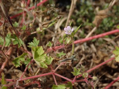 Geranium rotundifolium, photographed by Daniel Cahen