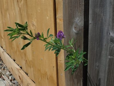 Medicago sativa, photographed by Daniel Cahen