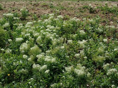 Lepidium draba, photographed by Daniel Cahen