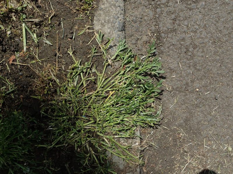 Lepidium coronopus, photographed by Daniel Cahen