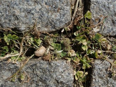 Medicago arabica, photographed by Daniel Cahen