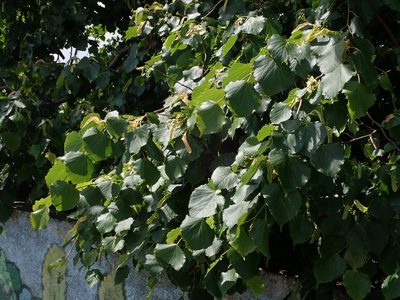 Tilia cordata, photographed by Daniel Cahen