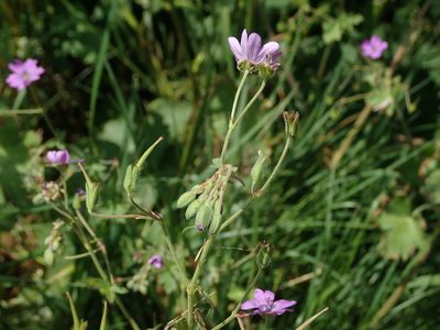 Geranium pyrenaicum, photographed by Daniel Cahen