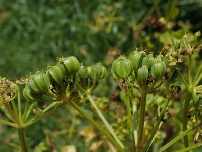 Smyrnium olusatrum, photographed by Daniel Cahen