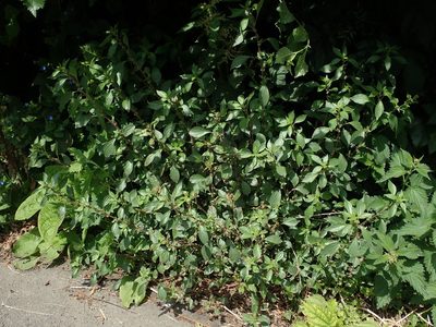 Parietaria judaica, photographed by Daniel Cahen