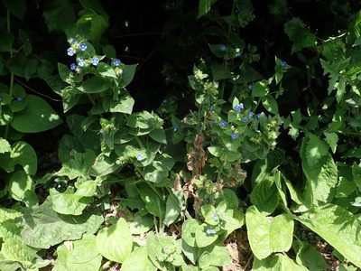 Pentaglottis sempervirens, photographed by Daniel Cahen
