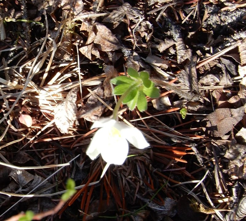 Anemone parviflora, photographed by Julianne Ourom