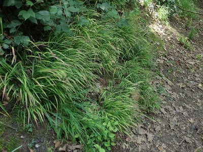 Melica uniflora, photographed by Daniel Cahen