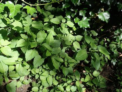 Circaea lutetiana, photographed by Daniel Cahen
