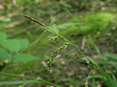 Carex sylvatica, photographed by Daniel Cahen