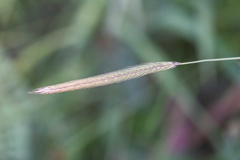 Hordeum brachyantherum, photographed by Jeremiah Degenhardt